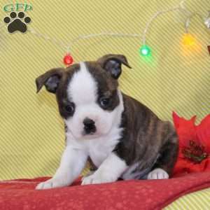 Nicholas, Boston Terrier Puppy